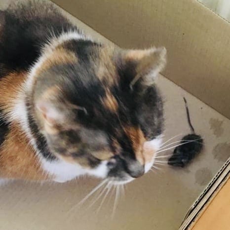 kat en muis